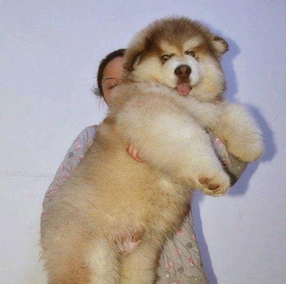 有人说阿拉斯加是婴儿肥, 明明是从小肥到大好不好啊