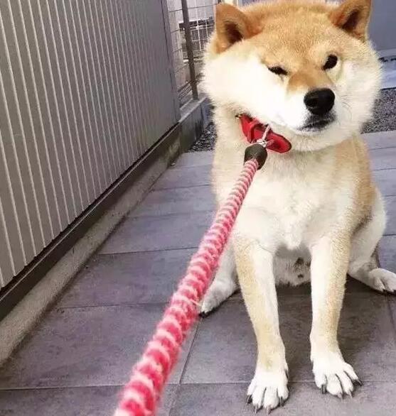 为什么狗狗出门溜达后不愿意回家呢?来看看狗