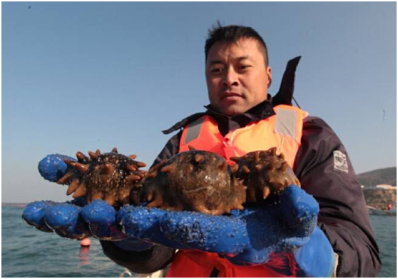 獐子岛事件需要更多专业声音和系统思考