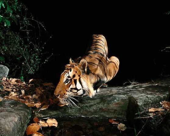 世界上最传奇的老虎,它是虎中之王