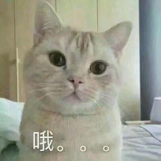 网上超火超萌猫咪表情包
