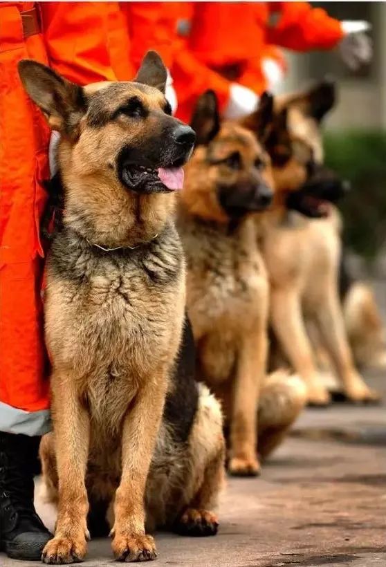 这些网红消防犬,你都知道吗?
