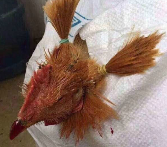 搞笑内涵图:杀鸡不过头点地,为什么要这么侮辱它?