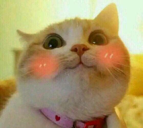 猫咪撒娇表情包,没有男朋友的就不要点进来了