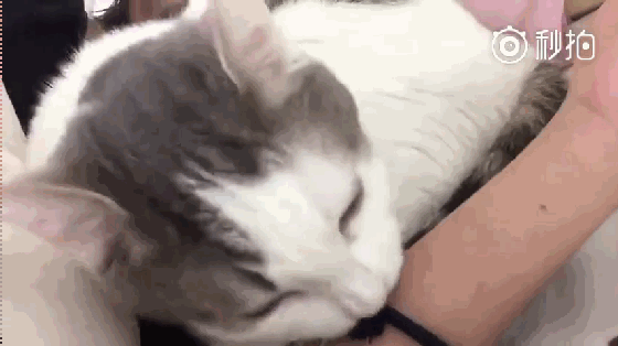 壁纸 动物 猫 猫咪 小猫 桌面 560_314 gif 动态图 动图
