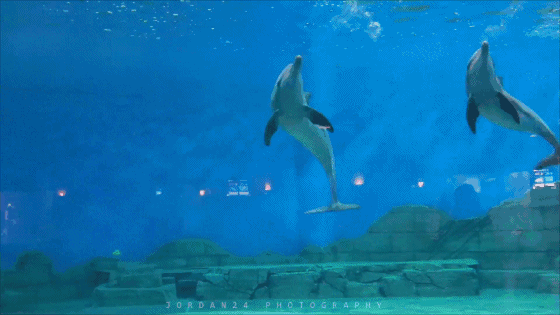 壁纸 海底 海底世界 海洋馆 水族馆 560_315 gif 动态图 动图