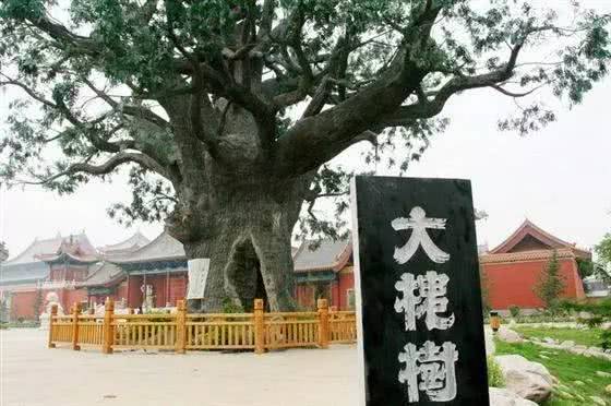 山西洪洞大槐树移民真相深度揭秘 震惊!山西洪洞大槐树移民真相深度揭秘