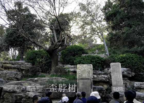 那棵吊死崇祯皇帝的歪脖树, 现在怎么样了