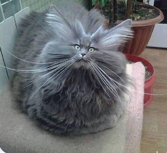 一只胖出天际的猫咪!连上厕所都需要帮助,超逗超萌的猫咪囧图