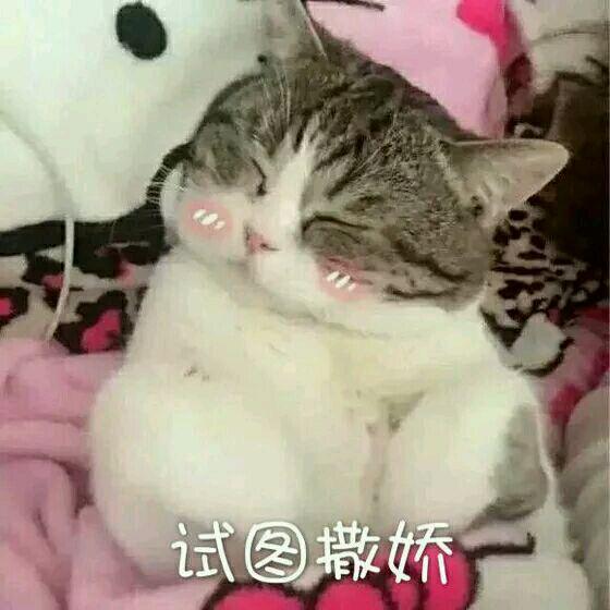 网上超火超萌猫咪表情包