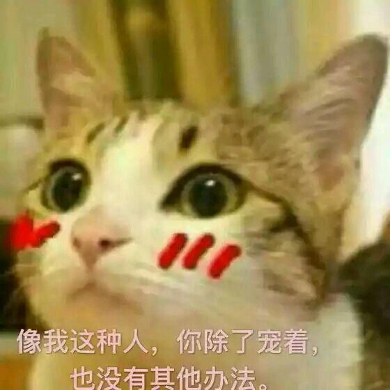 网上超火超萌猫咪表情包