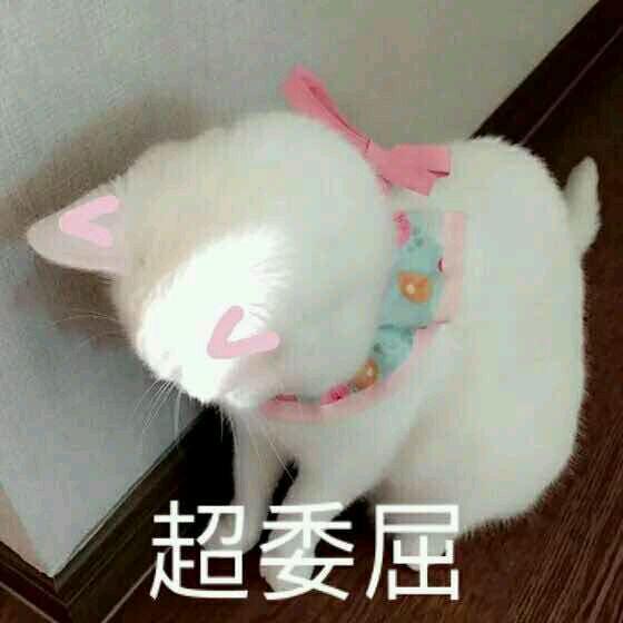 网上超火超萌猫咪表情包
