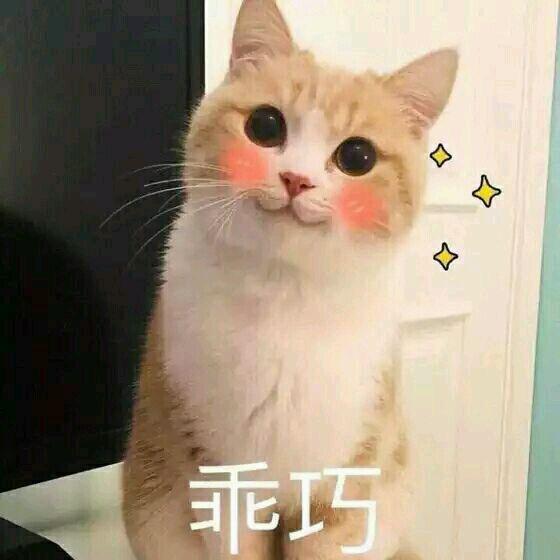 网上超火超萌猫咪表情包