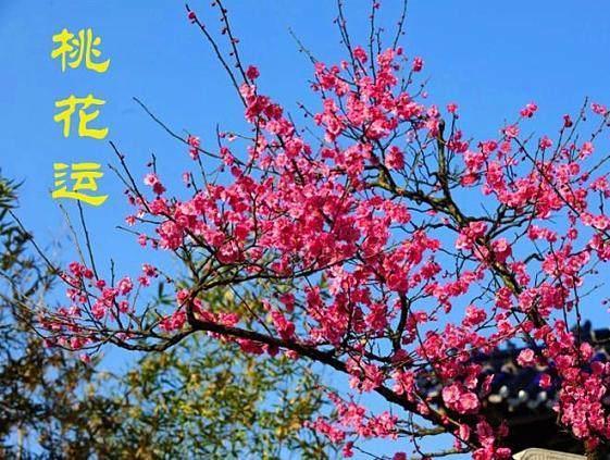 注定合成或因变数被合成的姻缘就叫挑花,所谓桃花运也就是异性的缘分