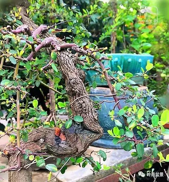 一组精美的铁包金盆景欣赏