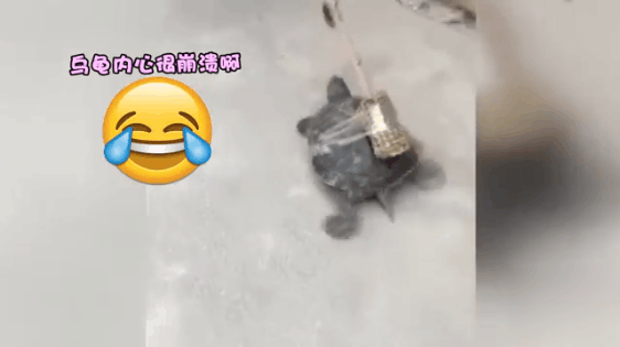 福建男子把鱼绑在乌龟身上 随后发生了意想不到的一幕