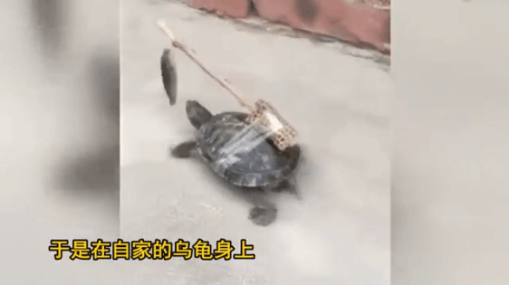 福建男子把鱼绑在乌龟身上 随后发生了意想不到的一幕