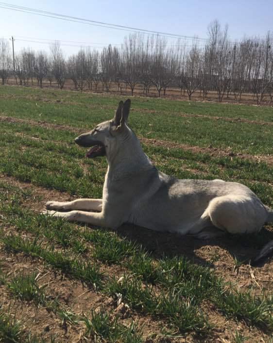 关于宠物狗,那些你不知道的故事
