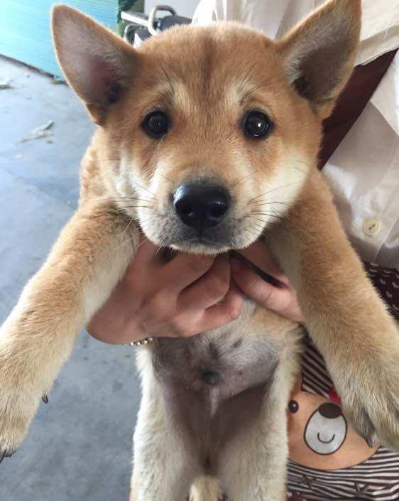 在大城市我抱回一只土狗—中华田园犬当宠物养