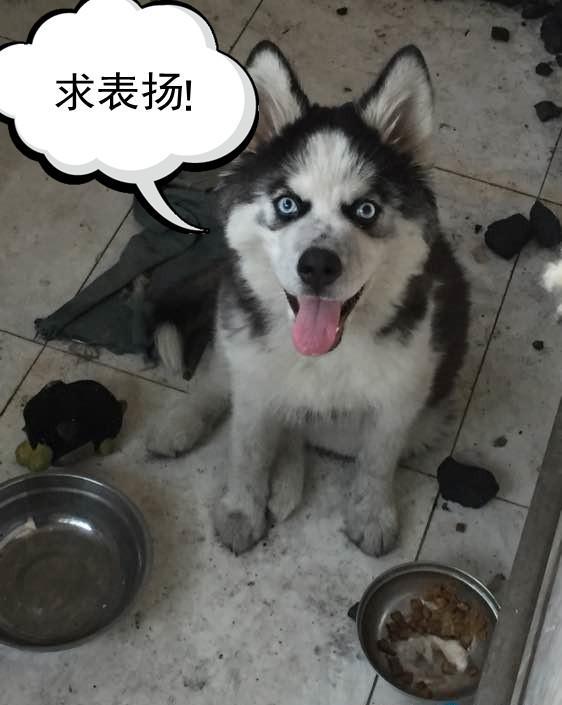 男子拿刀要杀狗,二哈竟做出这事,网友笑喷泪:二哈又犯贱了!