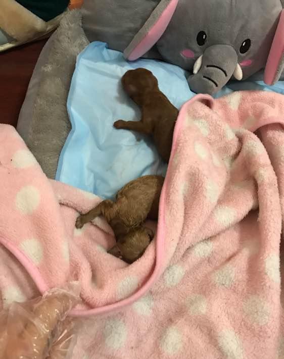 小泰迪狗狗怀孕生了一窝小狗狗,整个过程真的太辛苦了!