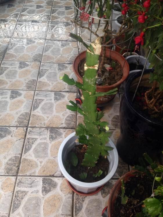 爪兰,多层100一盆,看到最后没明白怎么算的?