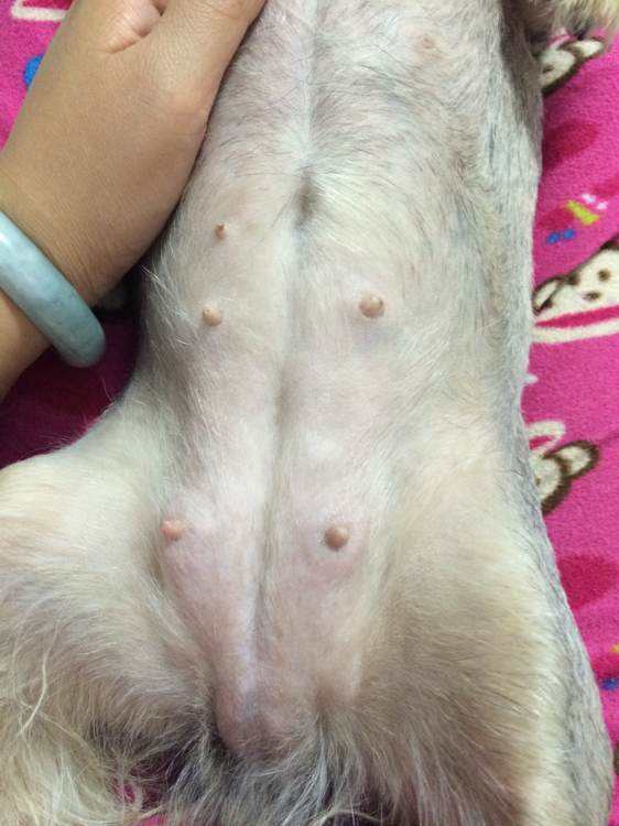 母犬假孕是什么样的?|子宫|疾病|症状_新浪