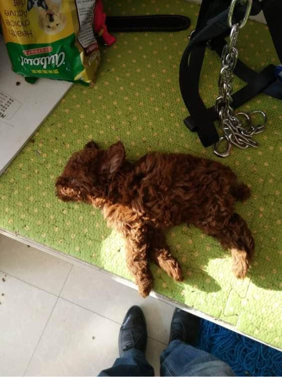 小泰迪挑食不吃饭,主人连续饿它5天,结果差点