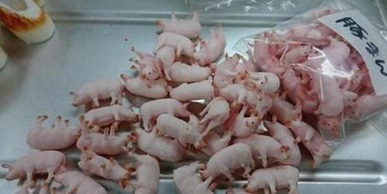 去日本餐厅吃饭,服务员端上一盘小猪崽朋友吓