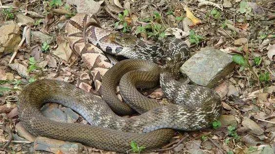 它头上有“王”字 可生吞五步蛇的蛇王