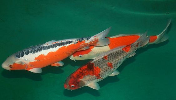 锦鲤身上有白点怎么办 怎么去治疗预防呢?