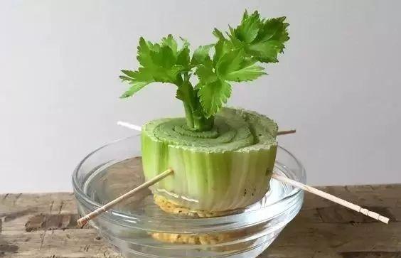 不可思议,芹菜叶子,种在盆里,竟然比多肉植物美