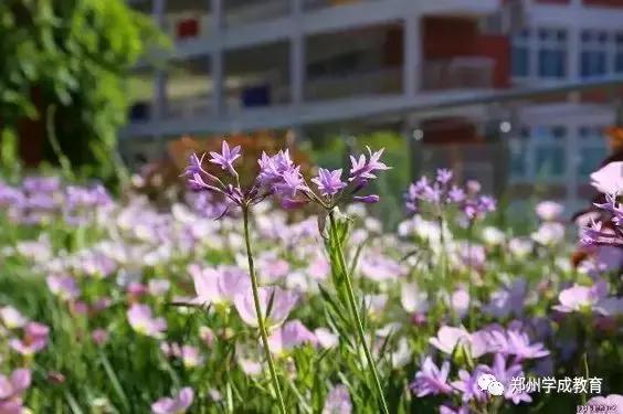 小升初特殊招生学校--郑州外国语中学!