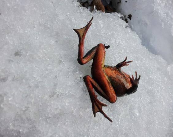 東北人致富的新路子, 冰天雪地里抓「蛤蟆」3元一隻