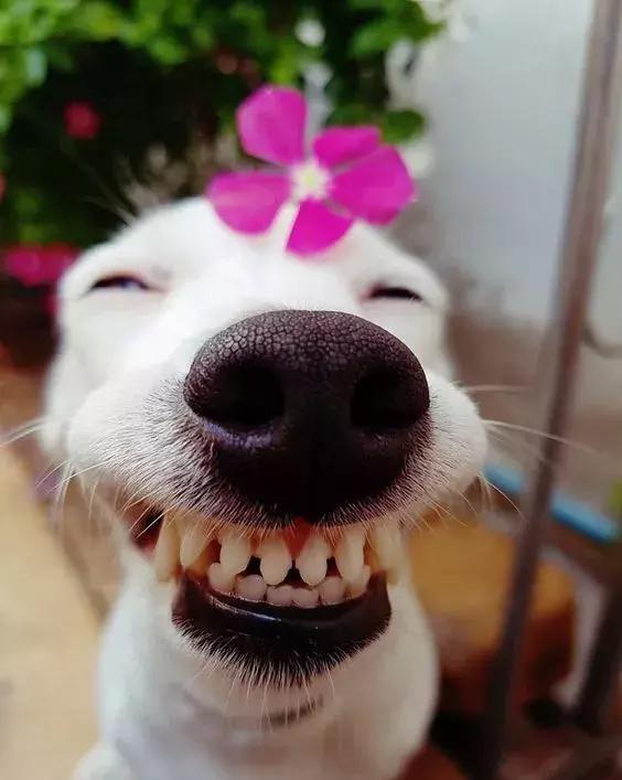 前方一大波暖心高能来袭!爱笑的动物运气都不会太差