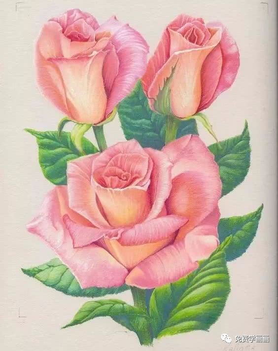 学画一朵彩铅玫瑰花,送给今天的她