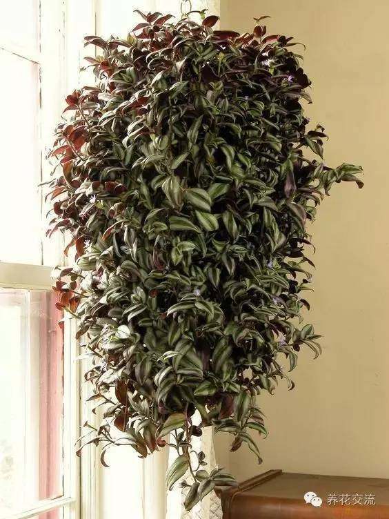 特别耐阴的室内盆栽植物,没有阳光就养