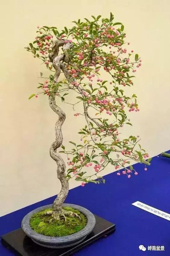8女神节, 把最美的盆景, 献给最美的您, 愿美丽常在!