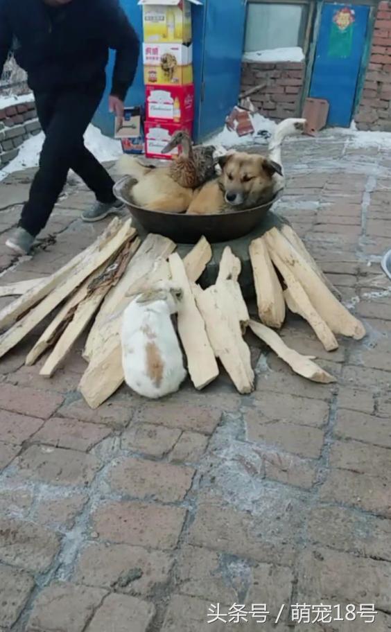 二货主人铁锅炖狗,亮点是兔子:别碰我,我自己会