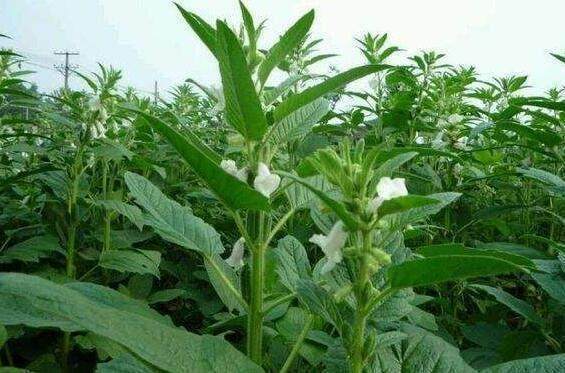 这东西男人吃了保肾,女人吃了治脱发,可是却无