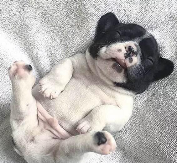 法国斗牛犬该如何打疫苗?