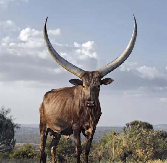 世界上最霸气的牛,被誉为现实版"牛魔王",头上的角比