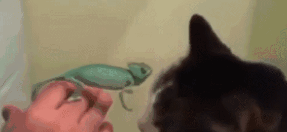猫咪遇上变色龙,被偷袭灰溜溜逃走