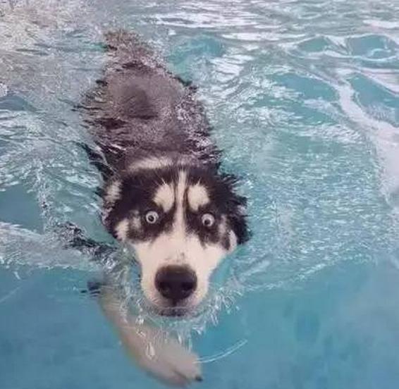 哈哈哈,这些二哈的表情这么逼真,都让人觉得它好像真的不会游泳啊!