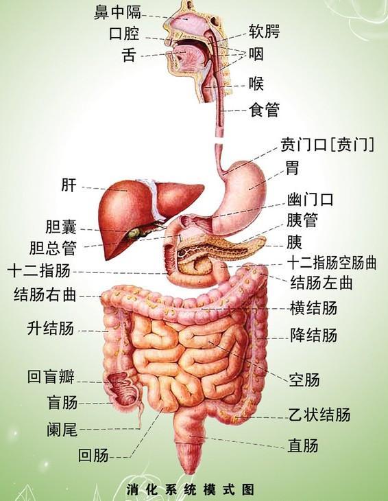 消化系统疾病常用药物服药常识