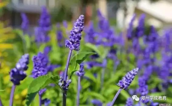 小升初特殊招生学校--郑州外国语中学!