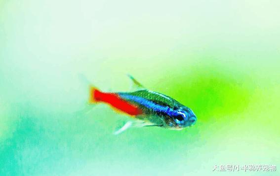 热带鱼中的佼佼者, 红绿灯鱼, 你了解它吗?