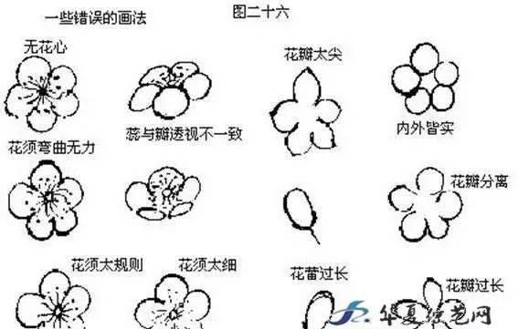国画技法丨梅花画法大全