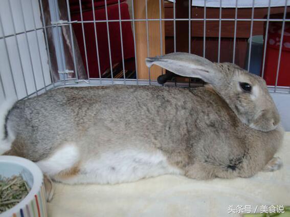 男子买了一只大蜗牛当宠物,年三十拉出白色颗