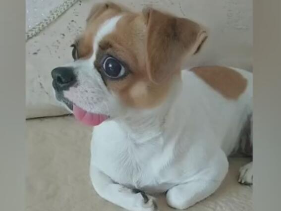 狗狗刚进新家就犯懵,一脸痴呆,惹得主人一阵大笑!